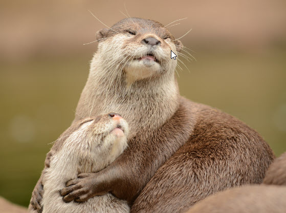 otter family image