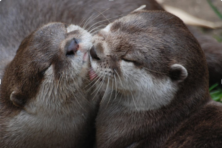otters image